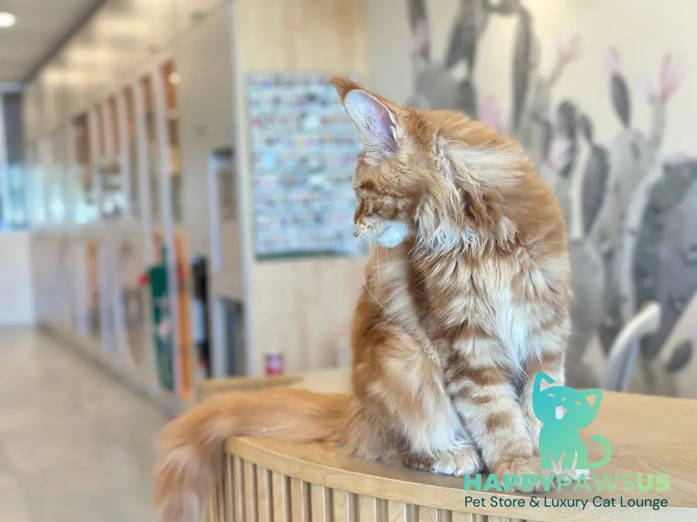 Alien Maine Coon male red tabby live animals