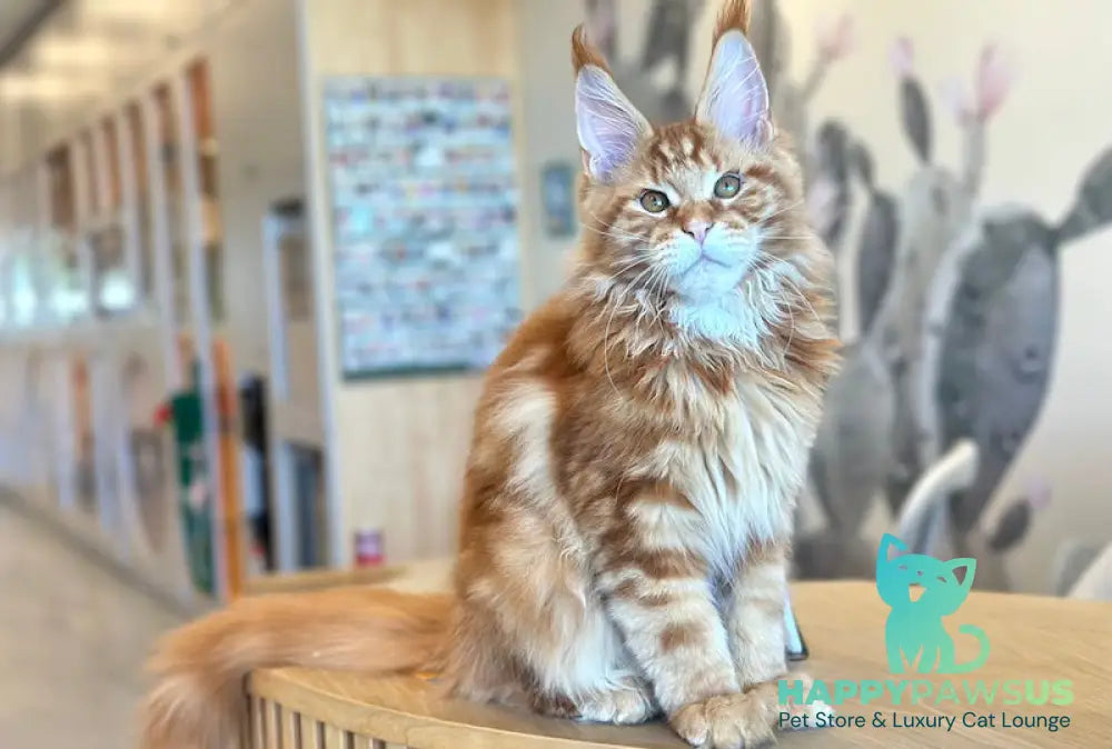 Alien Maine Coon male red tabby live animals