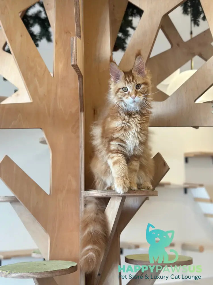Alien Maine Coon male red tabby live animals