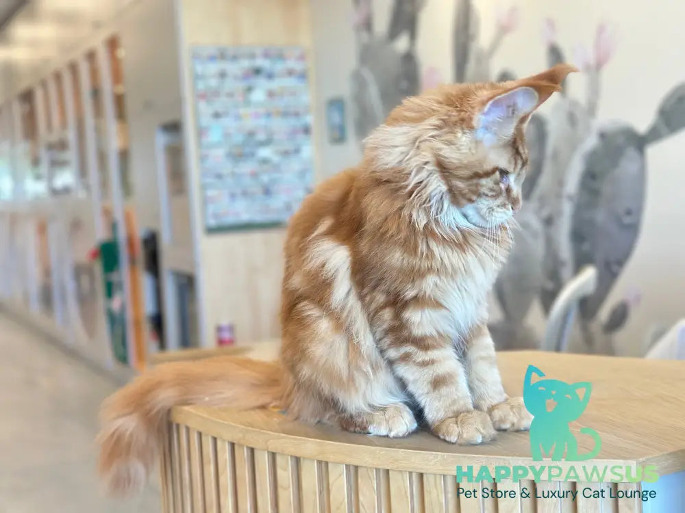 Alien Maine Coon male red tabby live animals