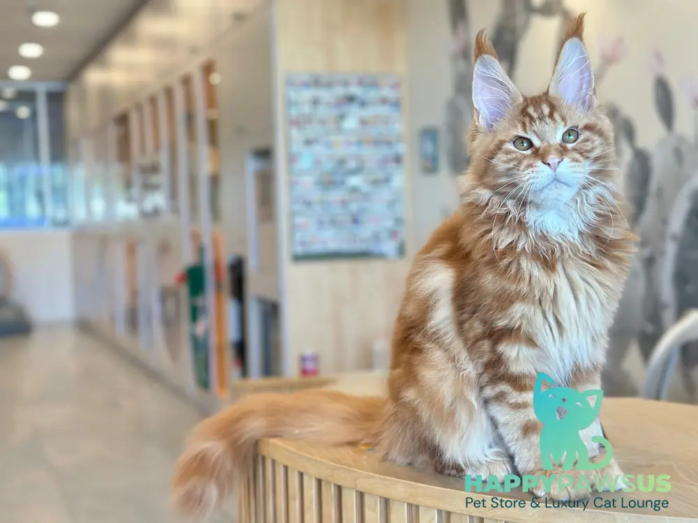 Alien Maine Coon male red tabby live animals