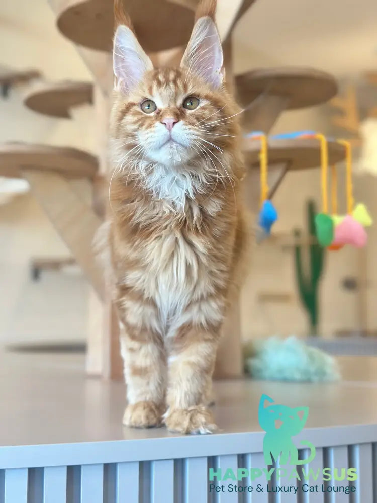 Alien Maine Coon male red tabby live animals