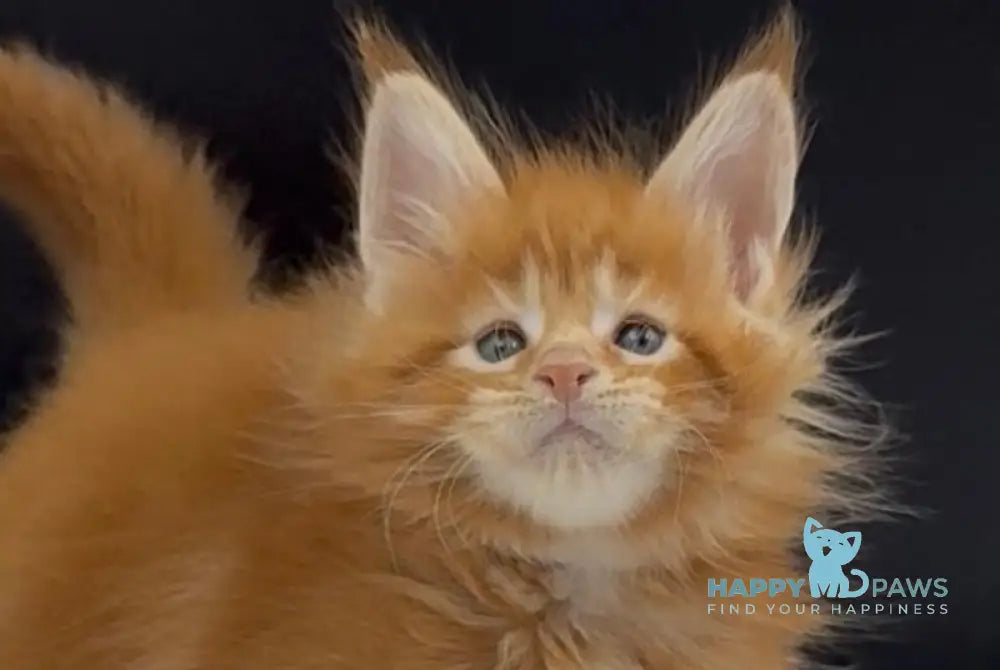 Alin Maine Coon male red tabby live animals