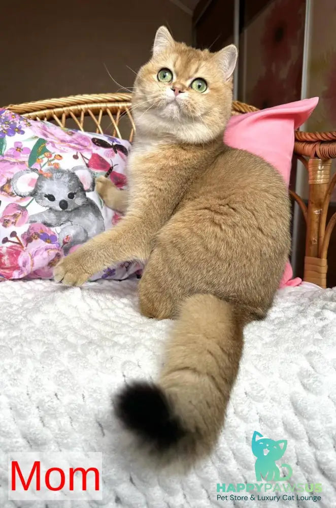 Alina British Shorthair female black golden chinchilla - live animals