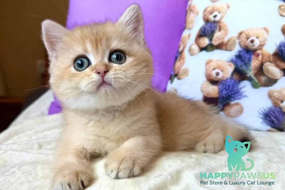 Alina British Shorthair female black golden chinchilla - live animals