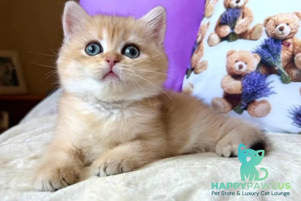 Alina British Shorthair female black golden chinchilla - live animals