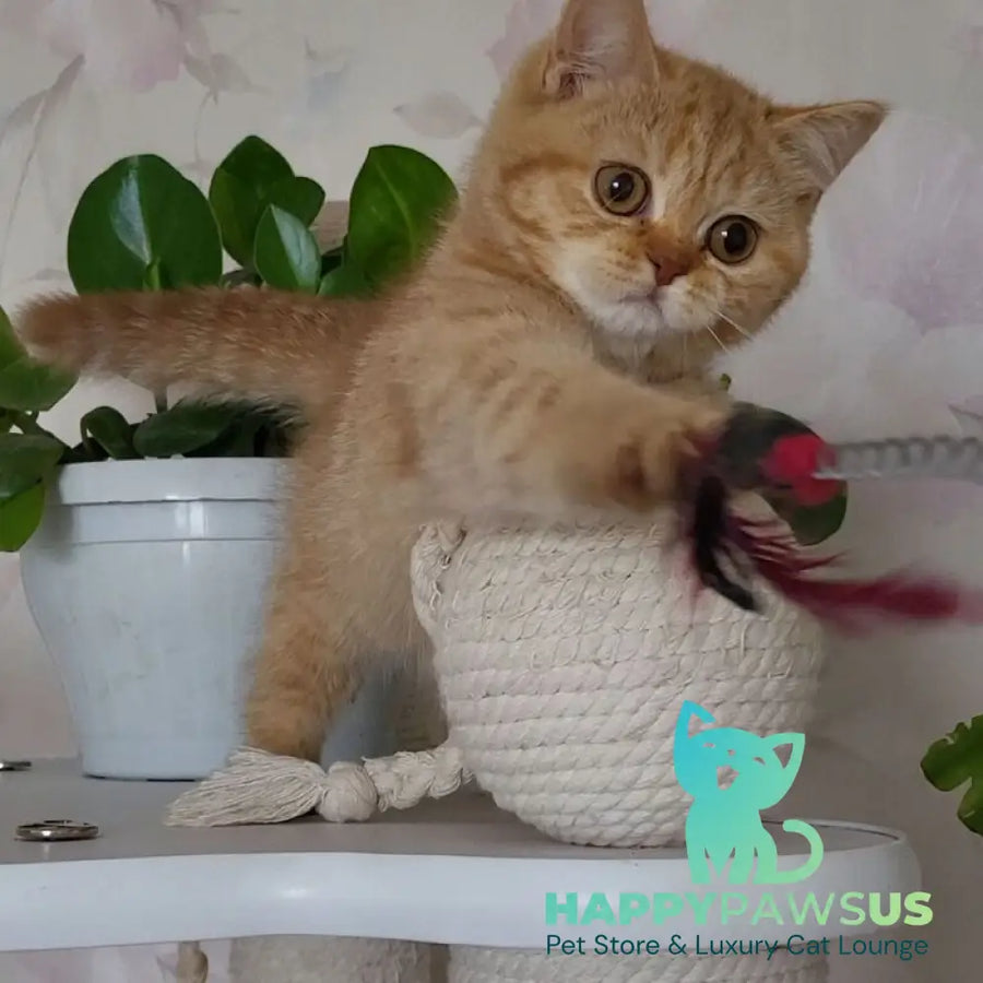 Alina British Shorthair female cinnamon - live animals
