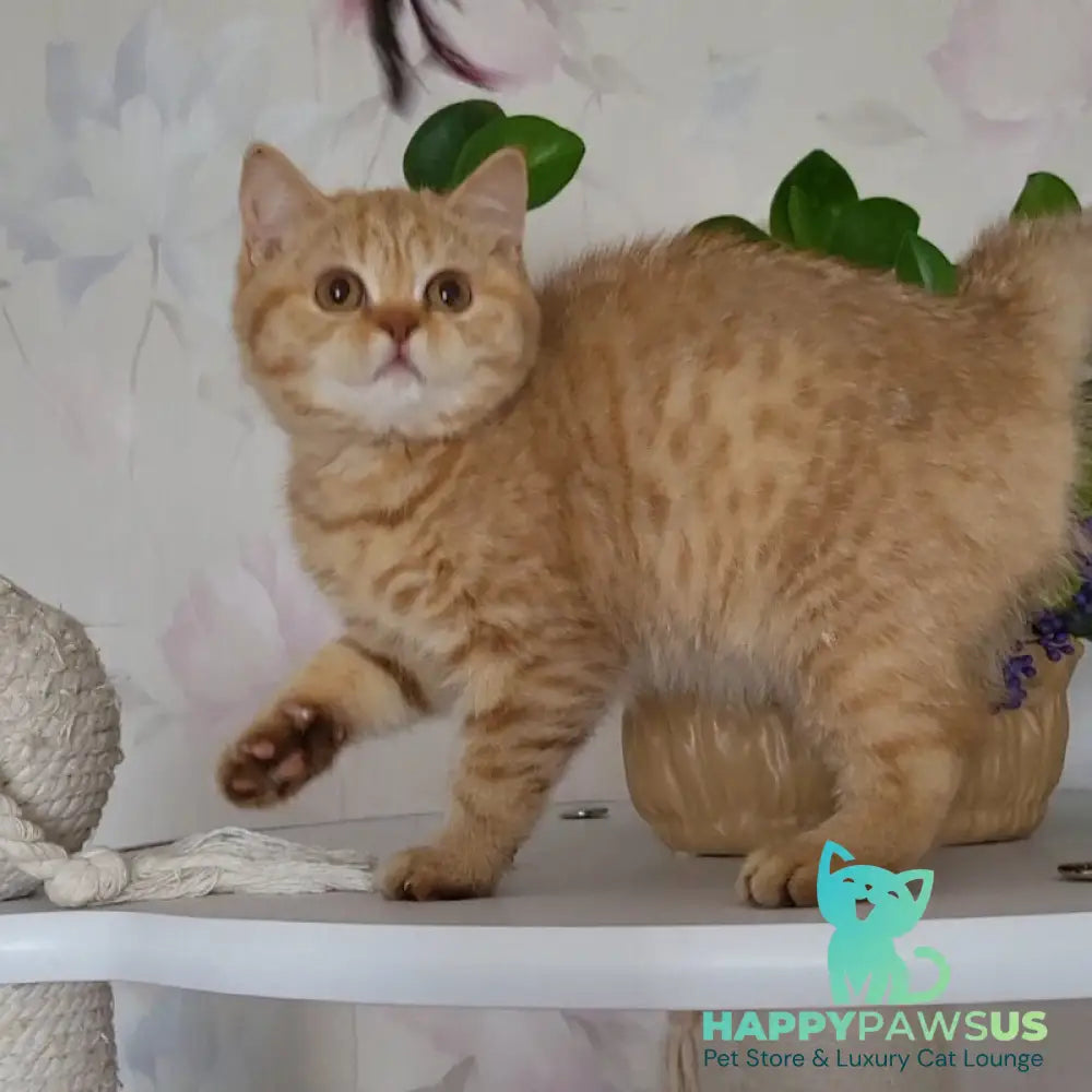 Alina British Shorthair female cinnamon - live animals