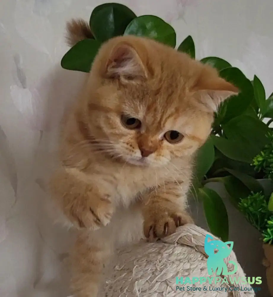 Alina British Shorthair female cinnamon - live animals