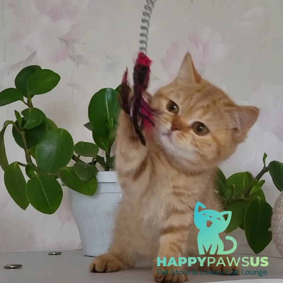 Alina British Shorthair female cinnamon - live animals
