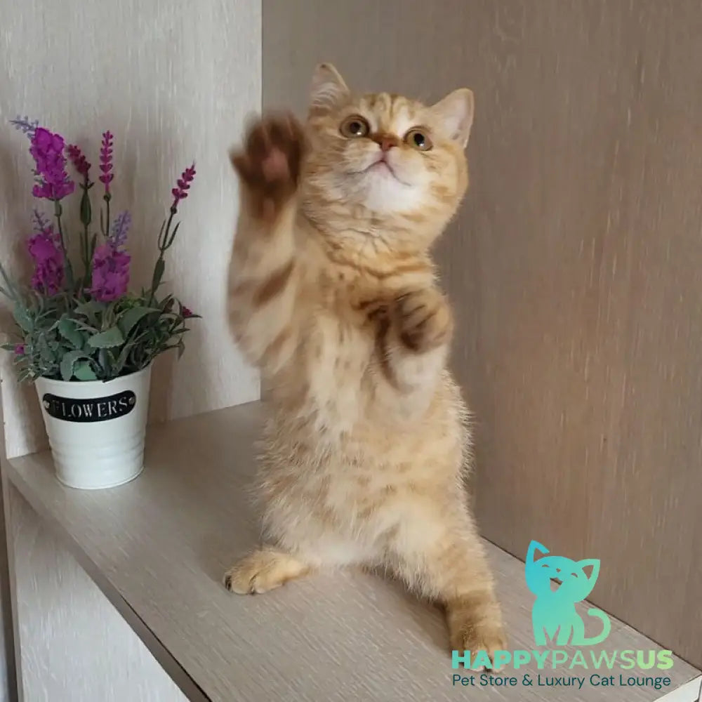 Alina British Shorthair female cinnamon - live animals