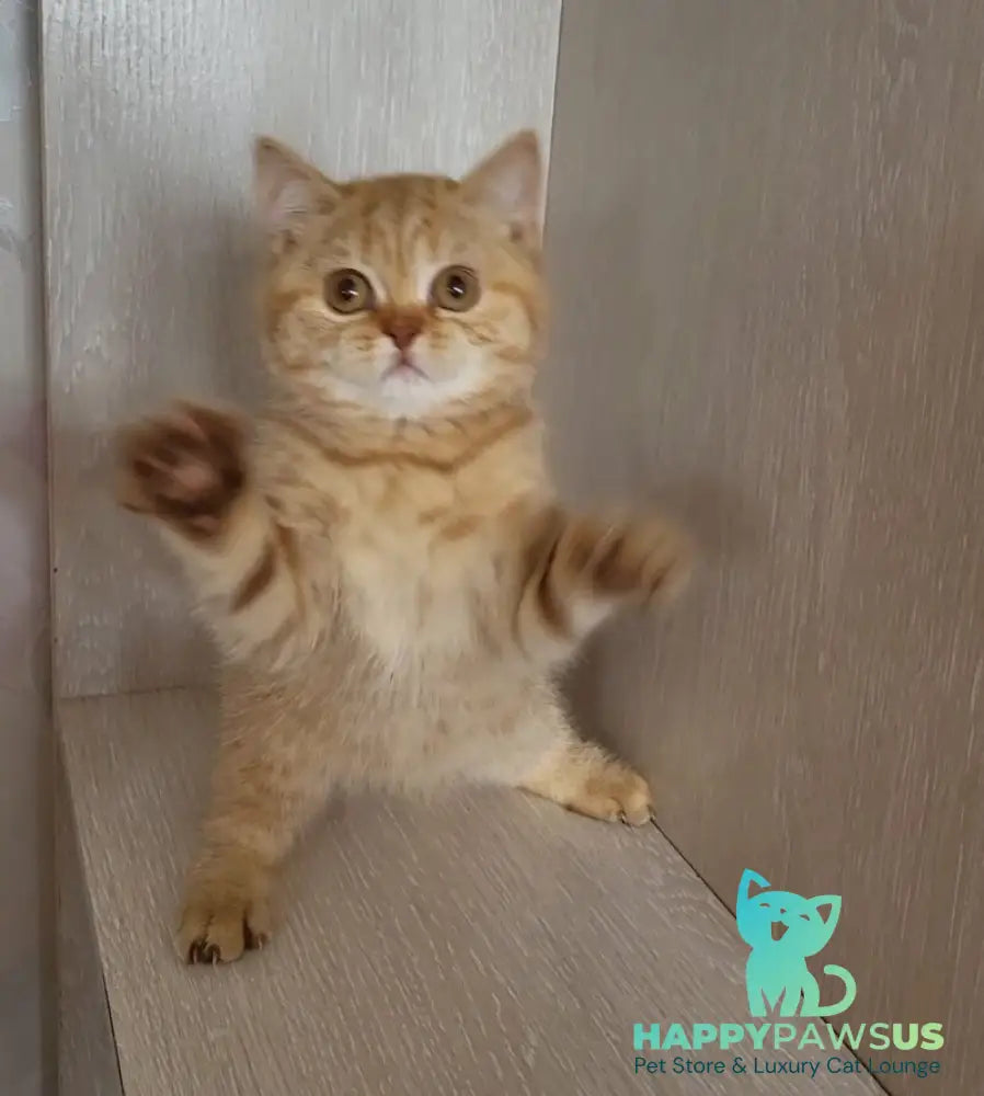 Alina British Shorthair female cinnamon - live animals