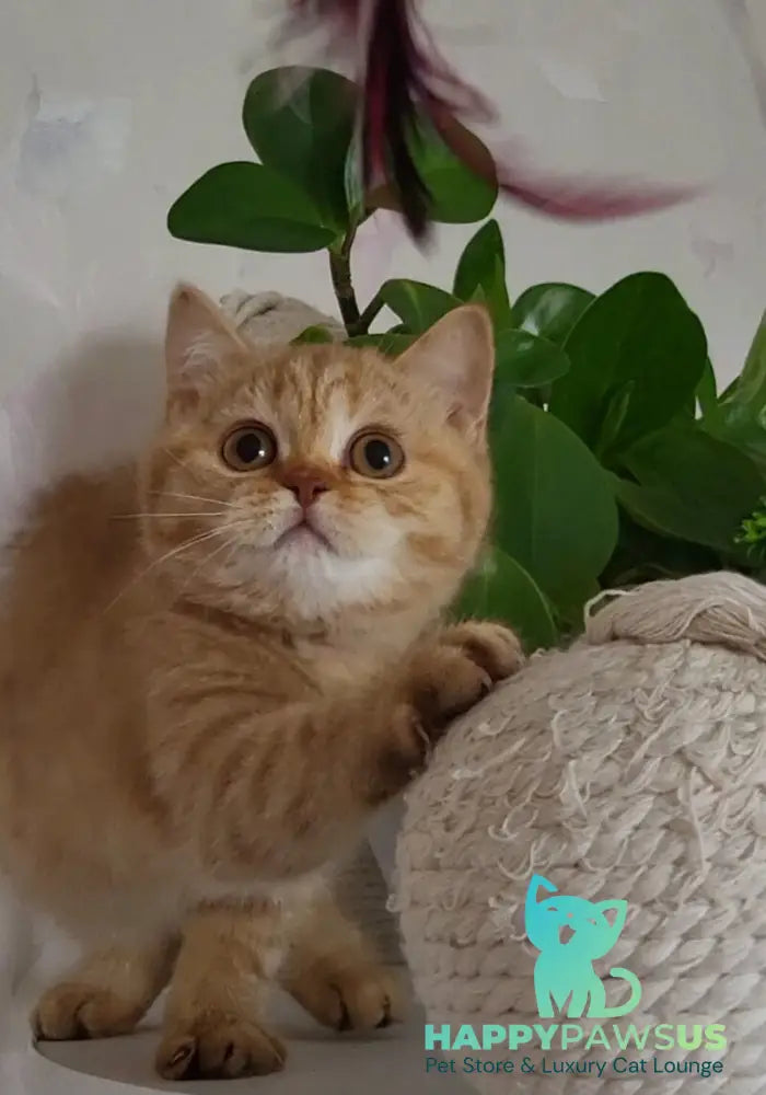 Alina British Shorthair female cinnamon - live animals
