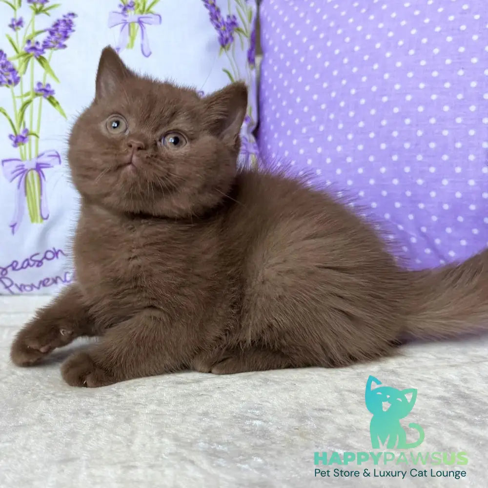 Alina British Shorthair female cinnamon - live animals