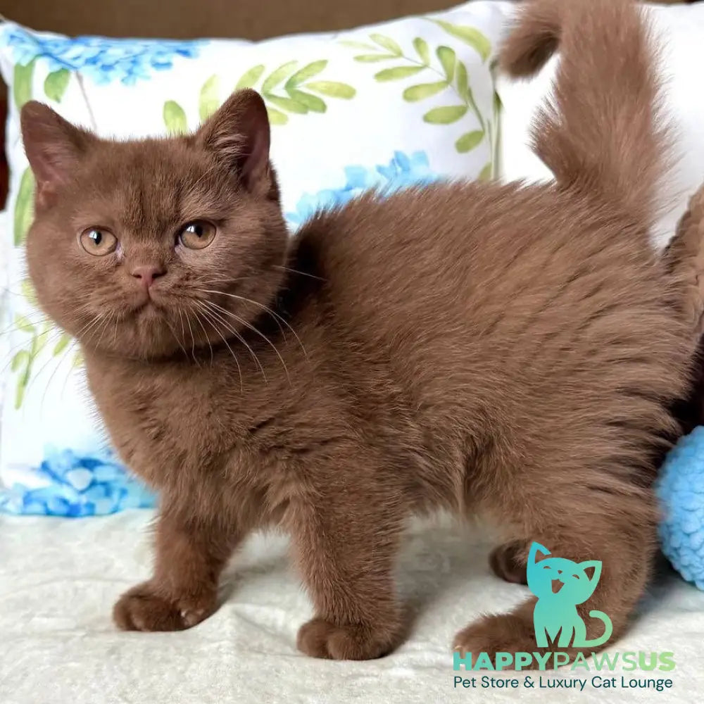 Alina British Shorthair female cinnamon - live animals