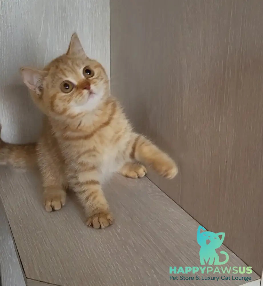 Alina British Shorthair female cinnamon - live animals