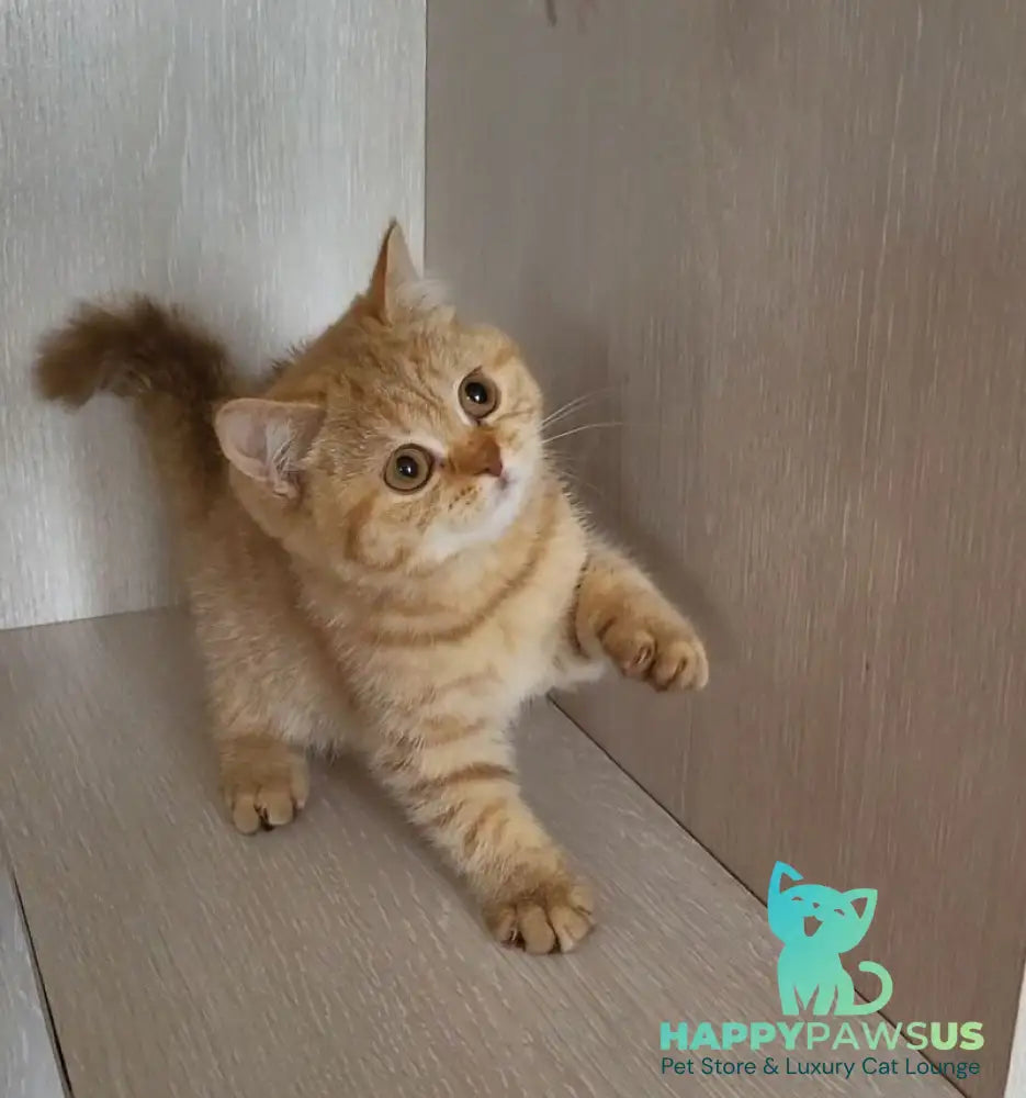 Alina British Shorthair female cinnamon - live animals