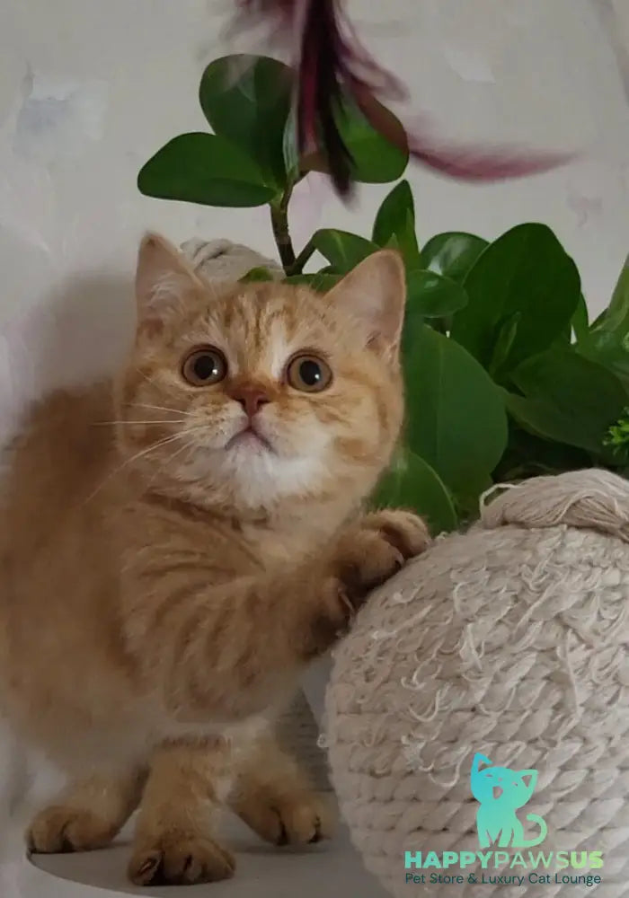 Alina British Shorthair female cinnamon - live animals