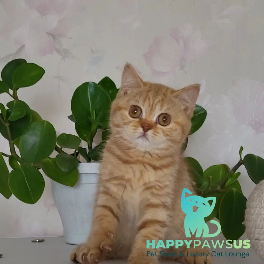 Alina British Shorthair female cinnamon - live animals
