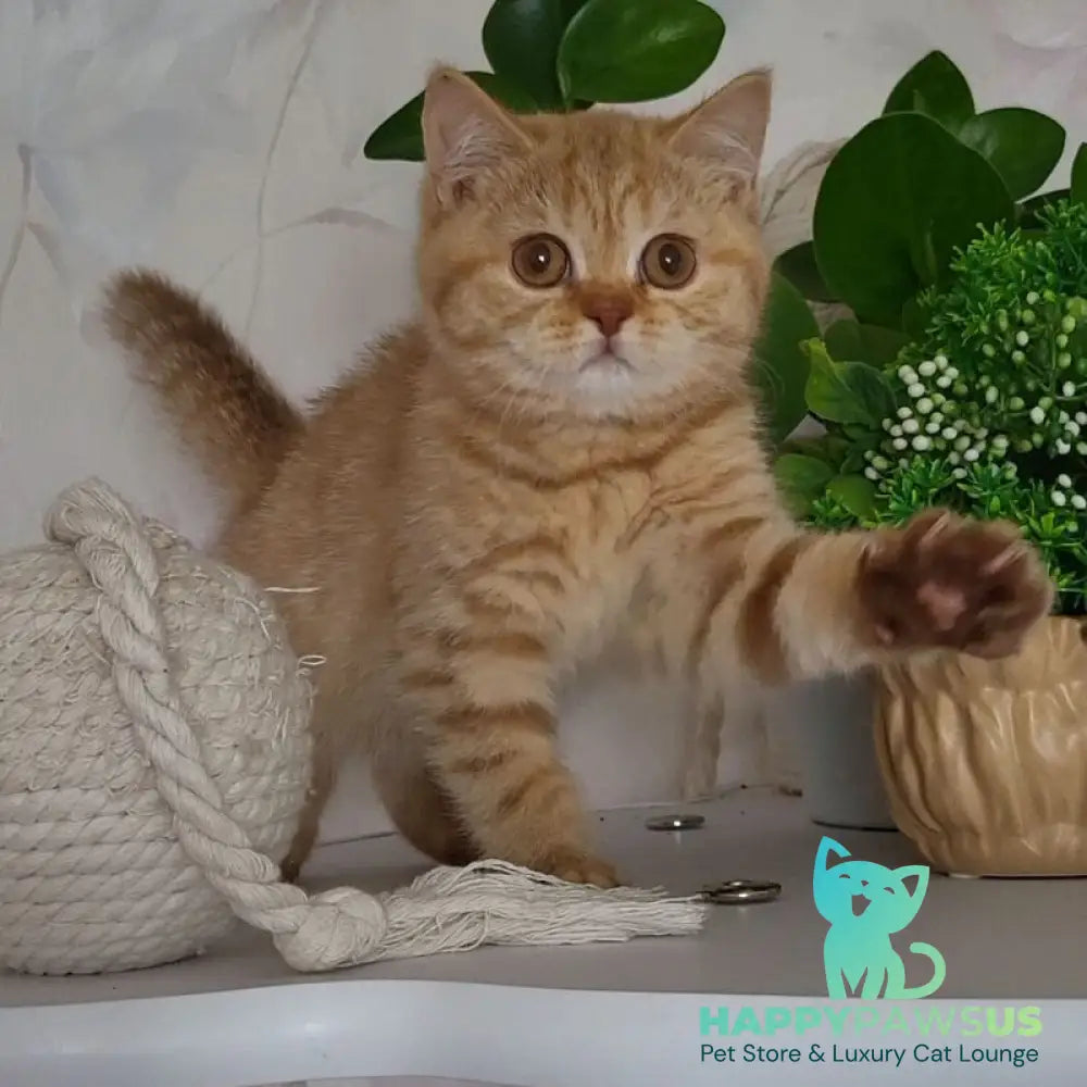 Alina British Shorthair female cinnamon - live animals