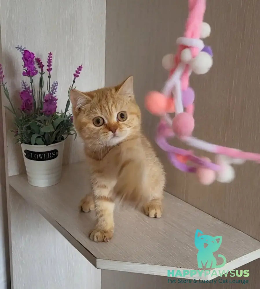 Alina British Shorthair female cinnamon - live animals