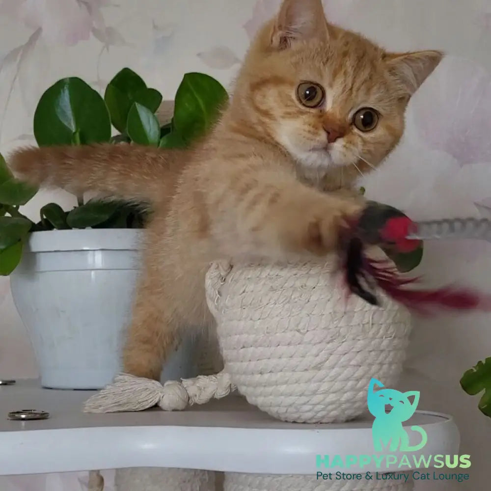 Alina British Shorthair female cinnamon - live animals