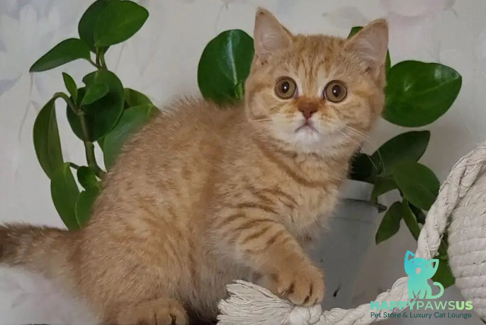 Alina British Shorthair female cinnamon - live animals