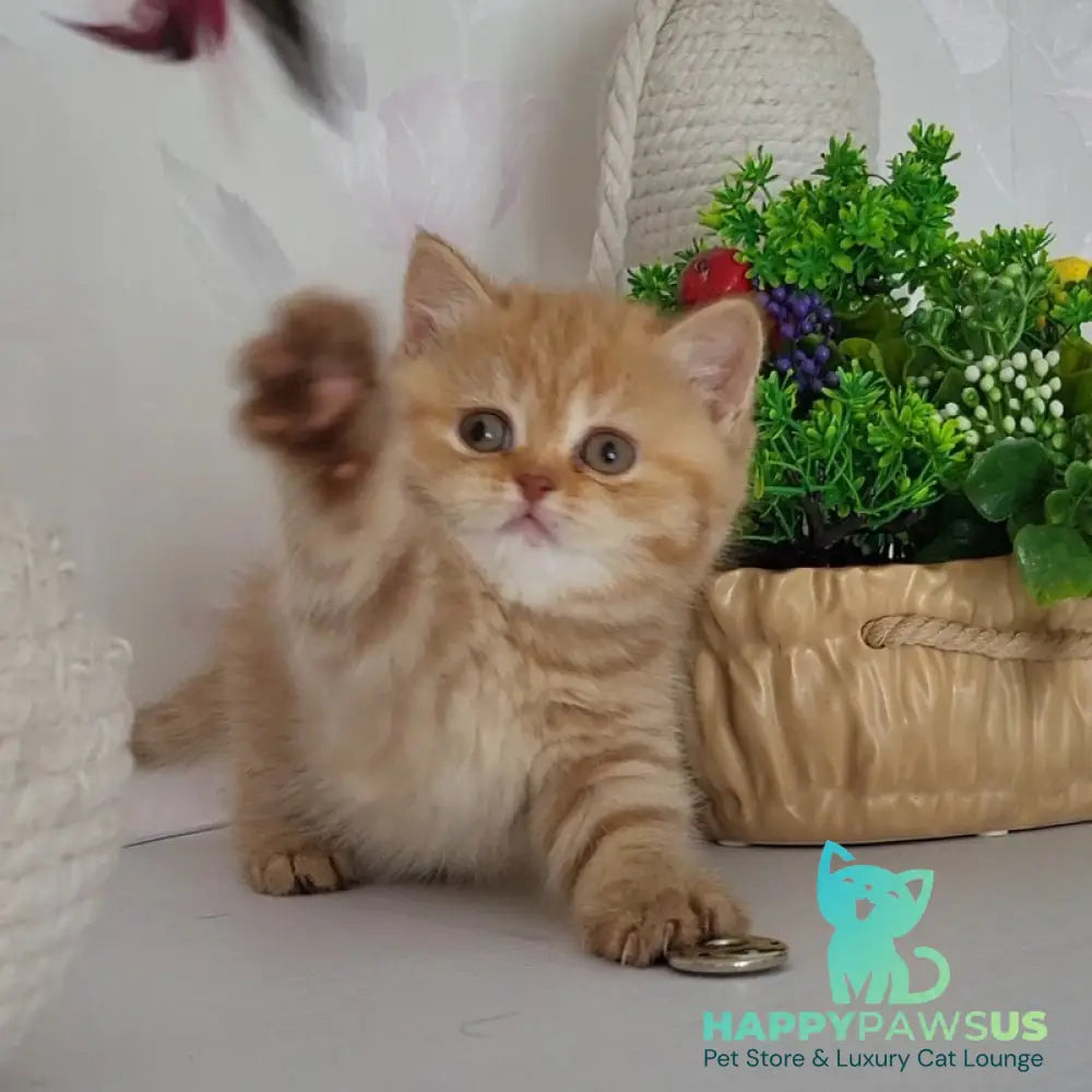 Alina British Shorthair female cinnamon - live animals