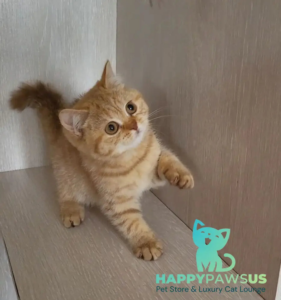 Alina British Shorthair female cinnamon - live animals