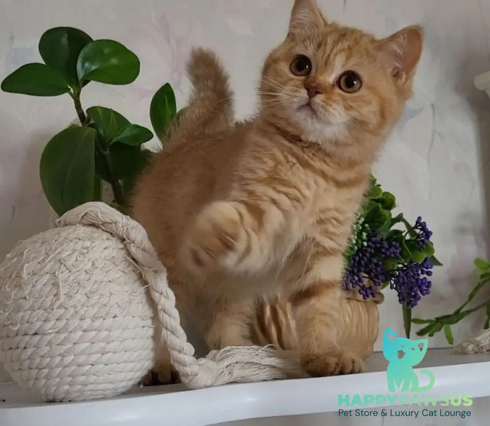 Alina British Shorthair female cinnamon - live animals