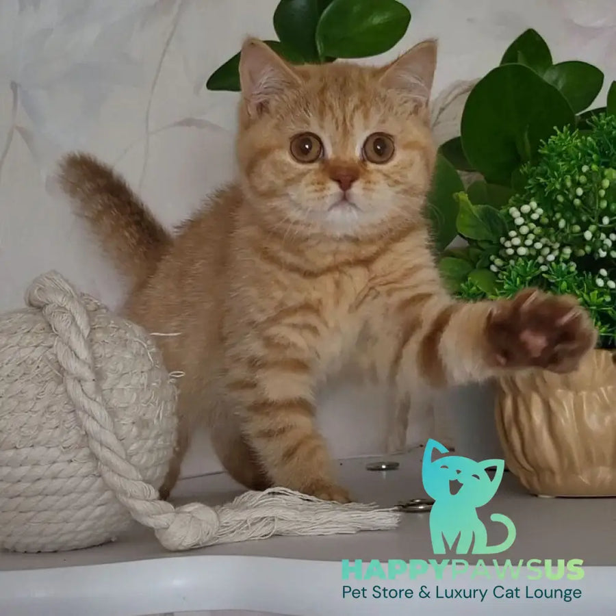 Alina British Shorthair female cinnamon - live animals
