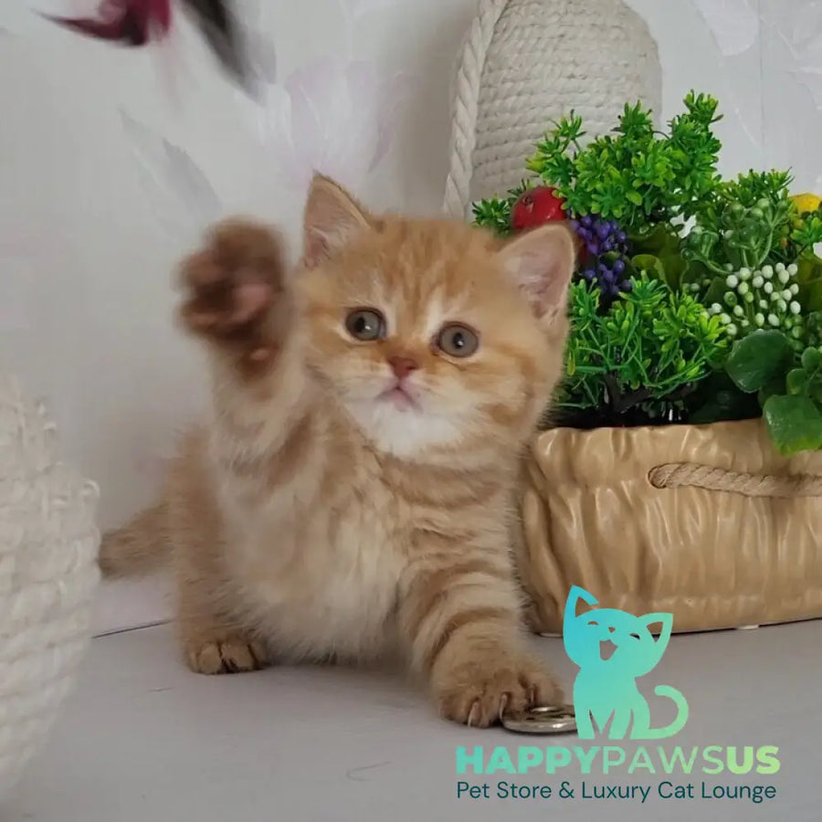 Alina British Shorthair female cinnamon - live animals