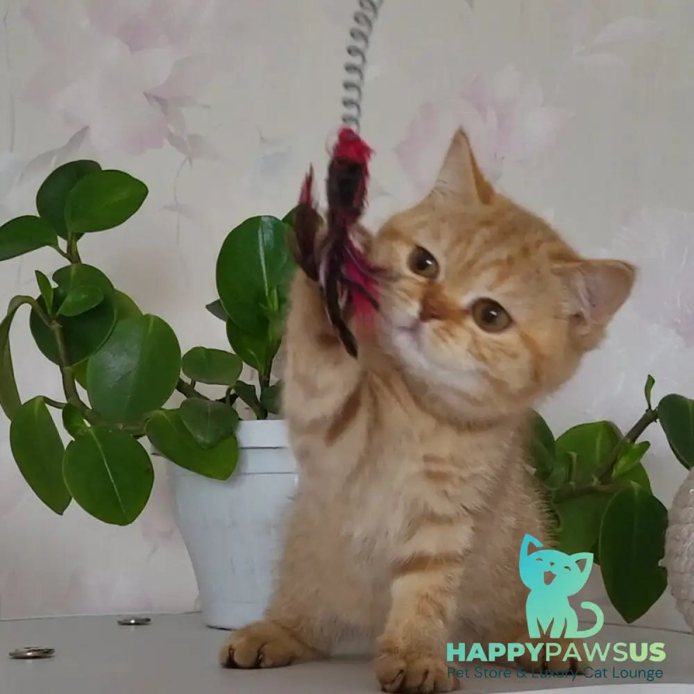 Alina British Shorthair female cinnamon - live animals