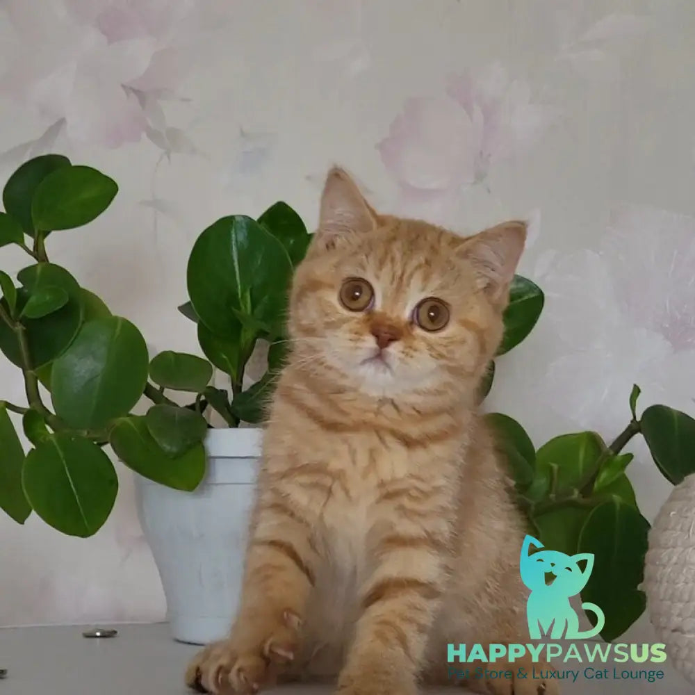 Alina British Shorthair female cinnamon - live animals
