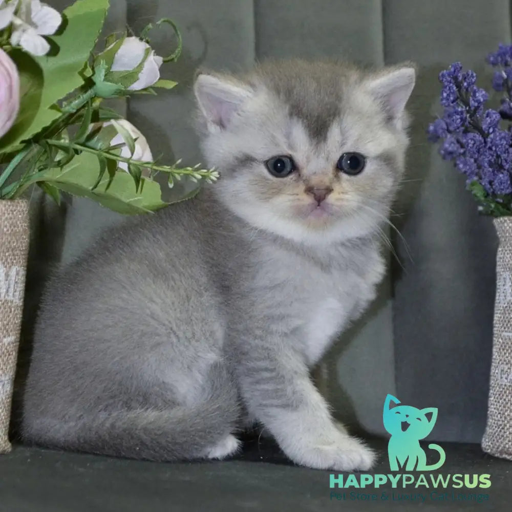 Alina Scottish Straight female blue silver shaded - live animals