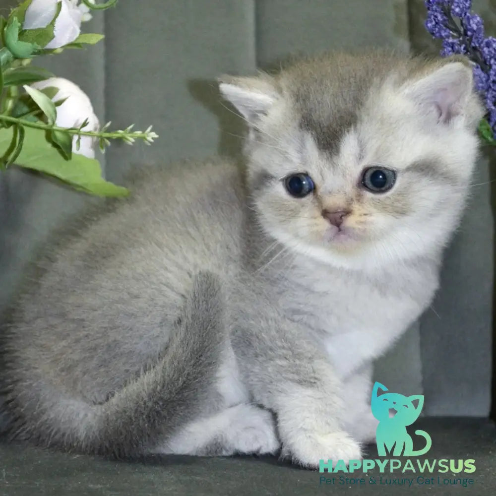 Alina Scottish Straight female blue silver shaded - live animals
