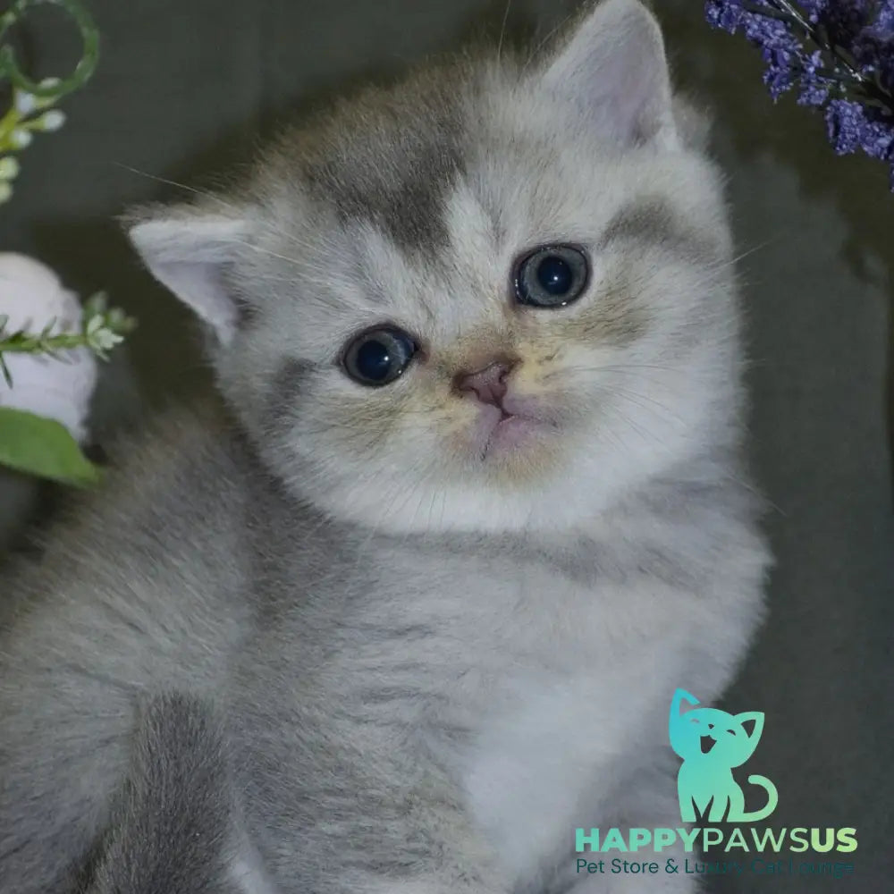 Alina Scottish Straight female blue silver shaded - live animals