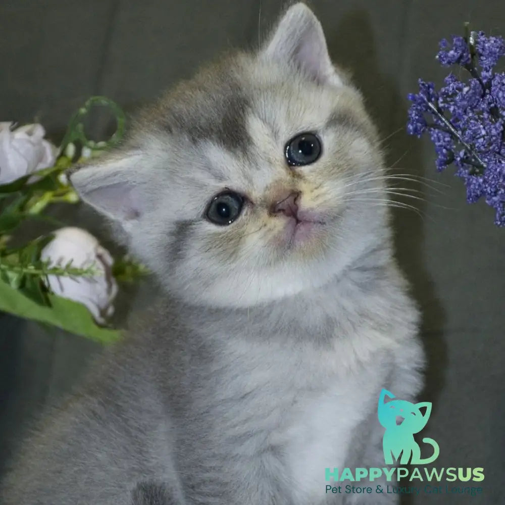 Alina Scottish Straight female blue silver shaded - live animals