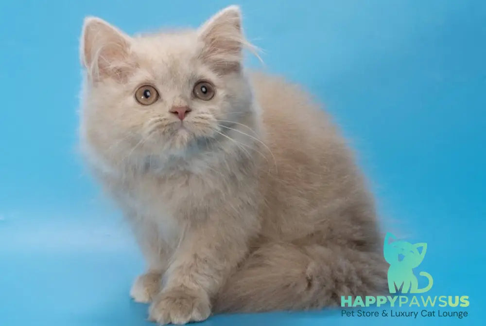 Alisa British Longhair female fawn - live animals