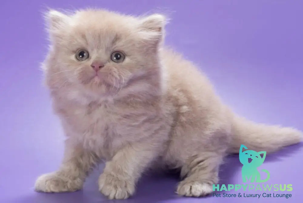 Alisa British Longhair female fawn - live animals