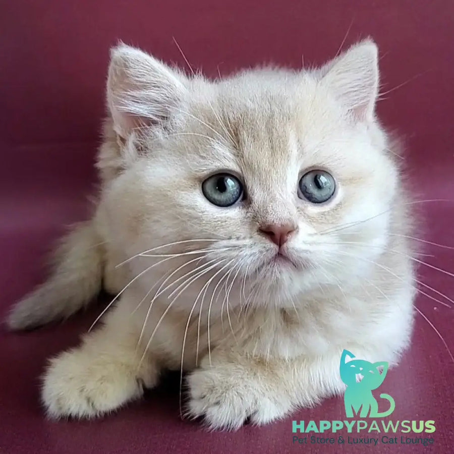 Alisa British Shorthair female lilac golden shaded - live animals