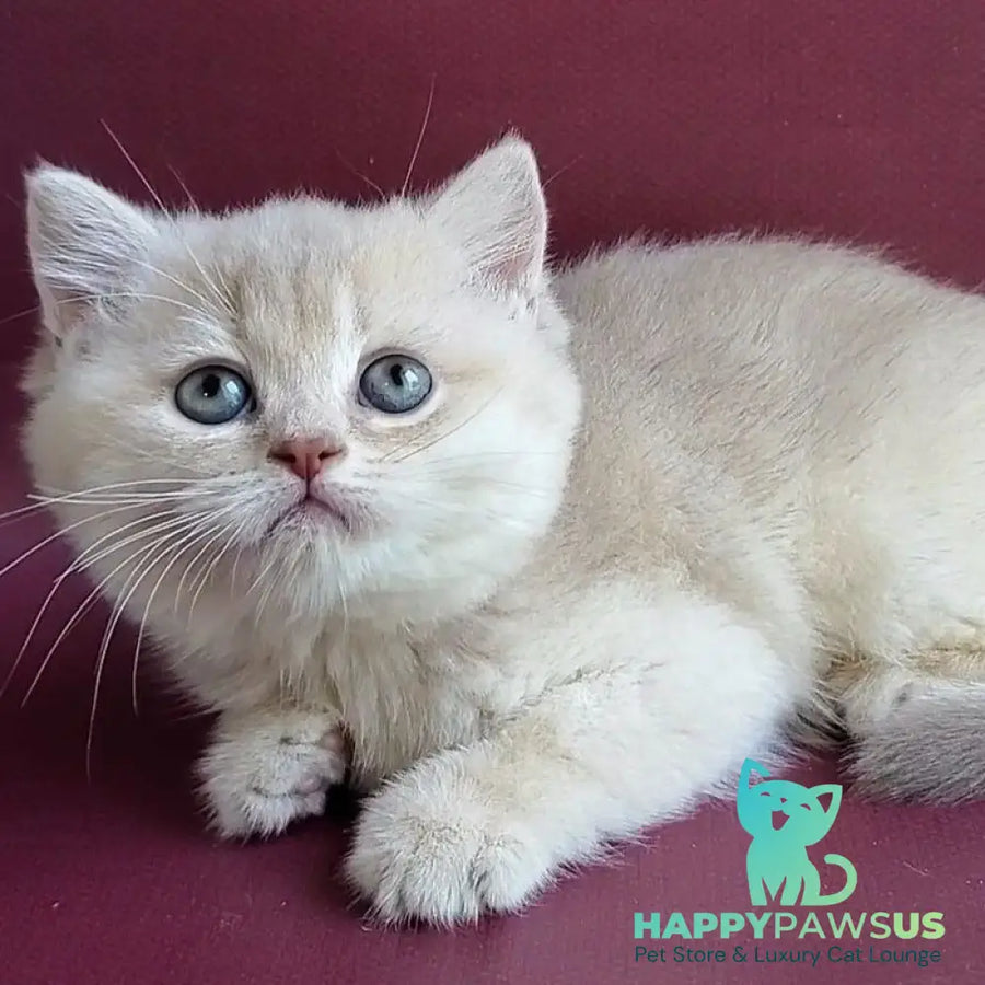 Alisa British Shorthair female lilac golden shaded - live animals