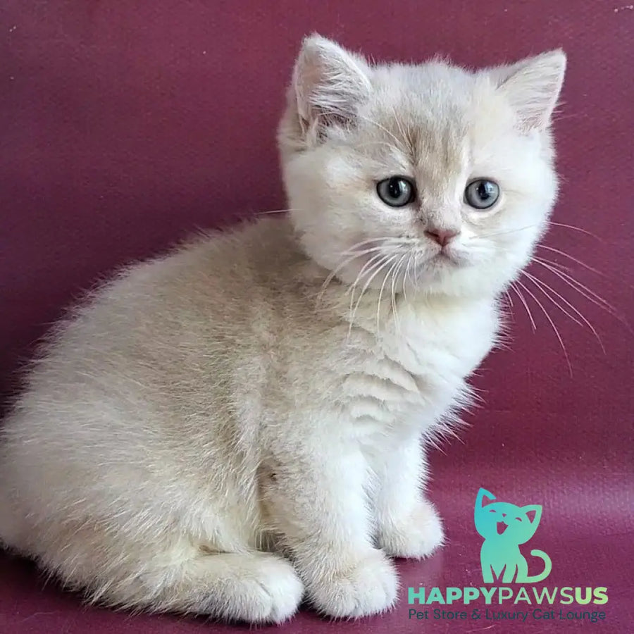 Alisa British Shorthair female lilac golden shaded - live animals