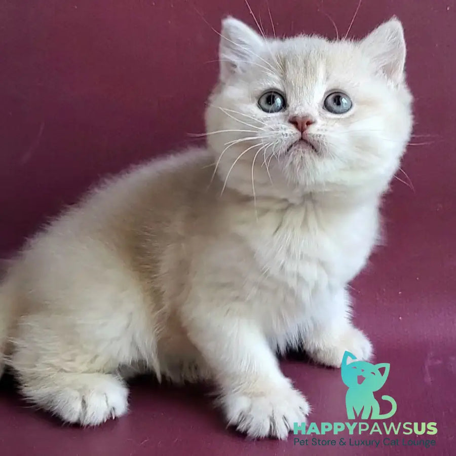 Alisa British Shorthair female lilac golden shaded - live animals