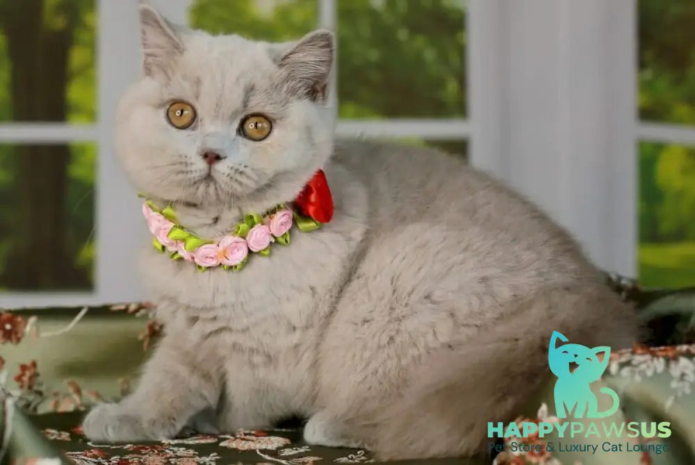 Alisa British Shorthair female lilac - live animals