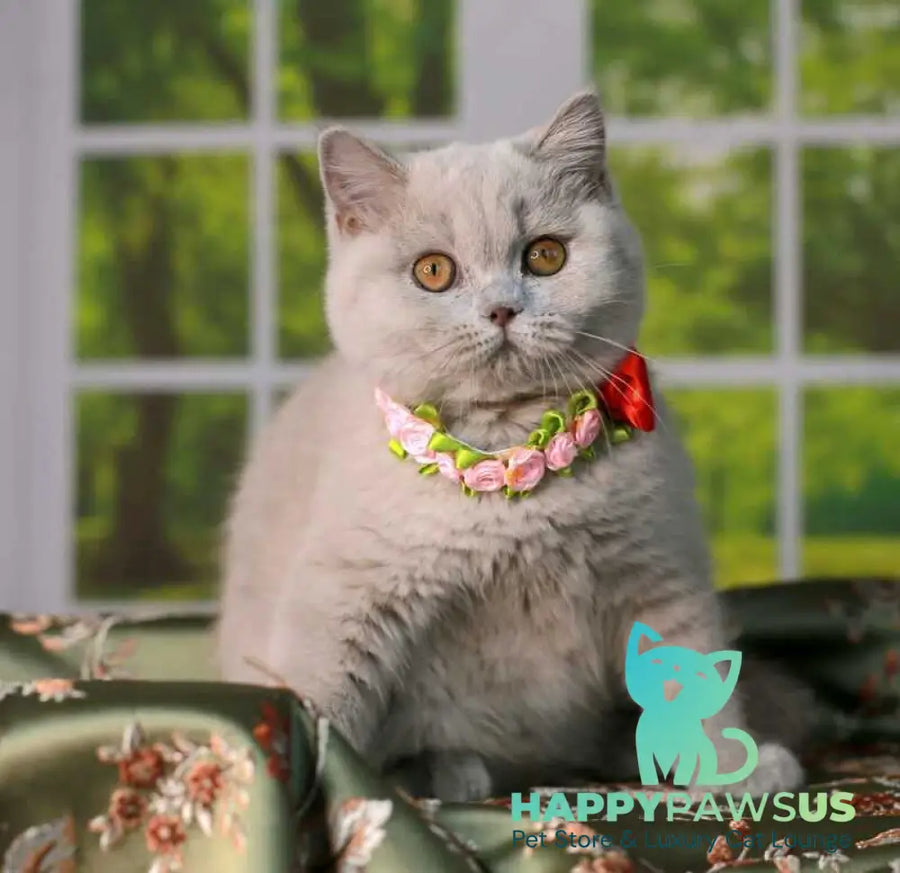 Alisa British Shorthair female lilac - live animals