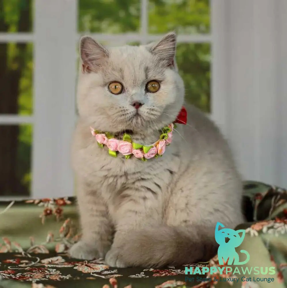 Alisa British Shorthair female lilac - live animals