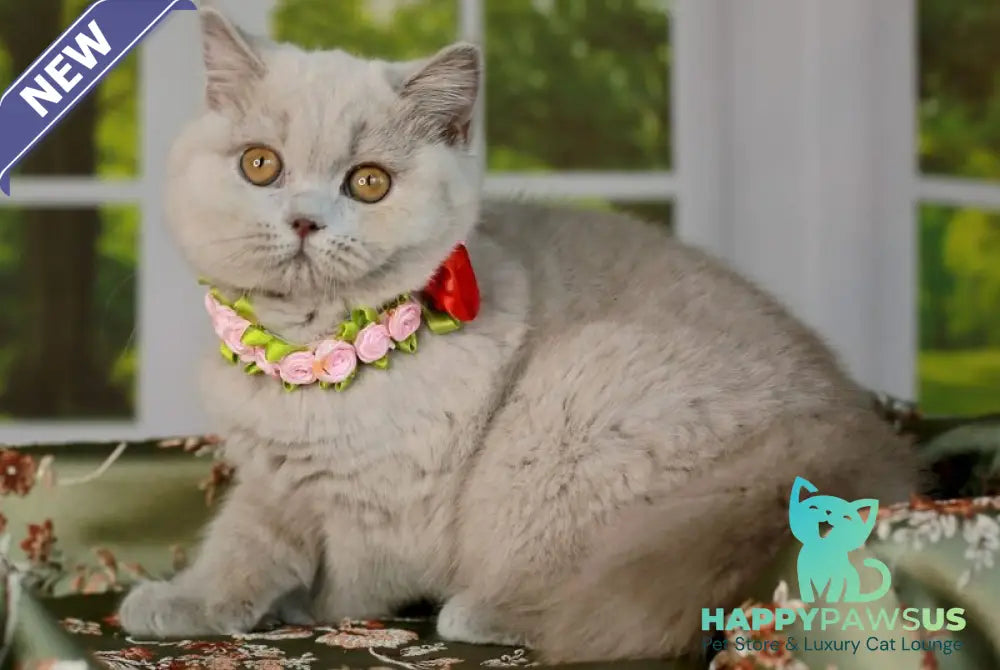 Alisa British Shorthair female lilac - live animals