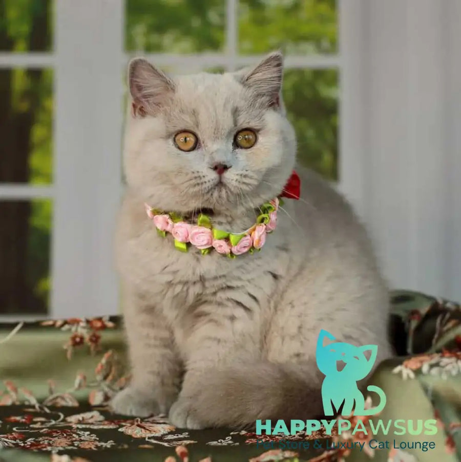 Alisa British Shorthair female lilac - live animals