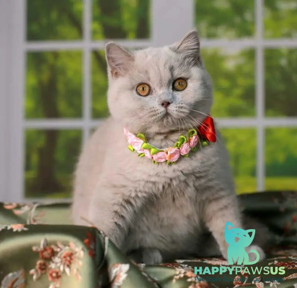 Alisa British Shorthair female lilac - live animals